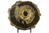 Cut & Polished Ammonite (Speetoniceras) Fossil With Druzy Pyrite #175077-2